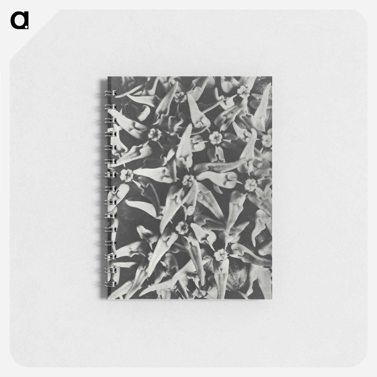 Asclepias speciosa - カール ブロスフェルト Memo.