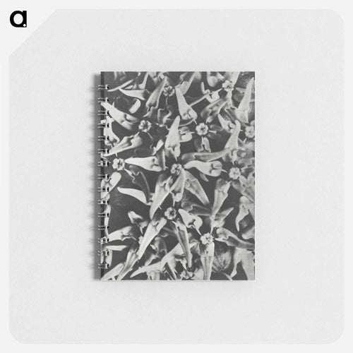 Asclepias speciosa - カール ブロスフェルト Memo.