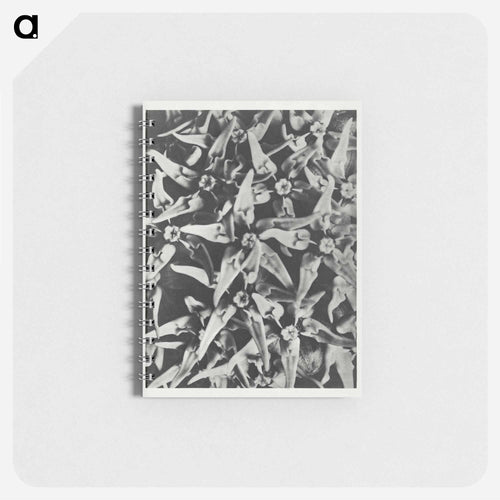 Asclepias speciosa - Karl Blossfeldt Memo.