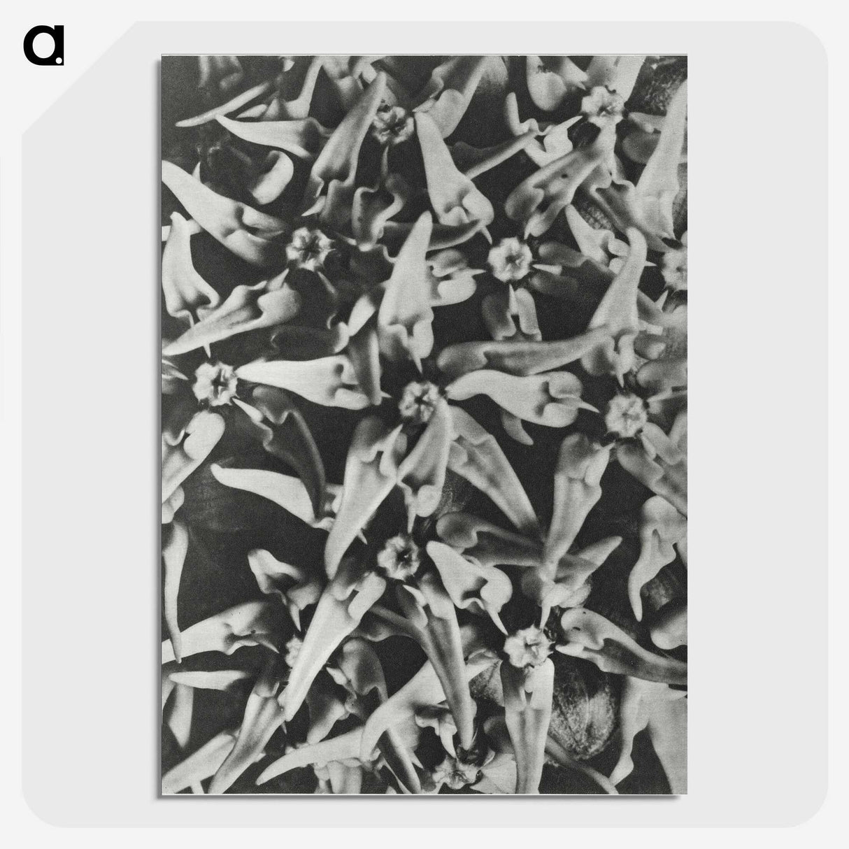 2-15_Karl-Blossfeldt_picture-crop