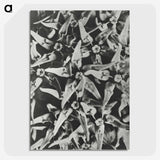 2-15_Karl-Blossfeldt_picture-crop