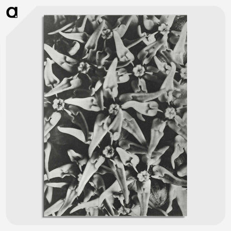2-15_Karl-Blossfeldt_picture-crop