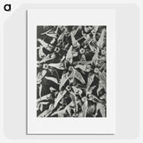 2-15_Karl-Blossfeldt_picture