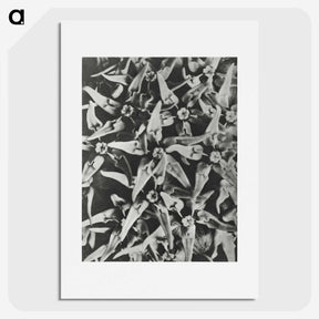 2-15_Karl-Blossfeldt_picture