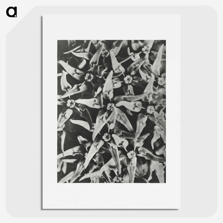 2-15_Karl-Blossfeldt_picture