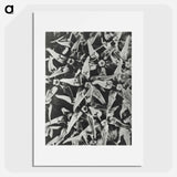アートポスター-Asclepias speciosa - カール ブロスフェルト Poster.