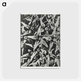 アートポストカード-Asclepias speciosa - カール ブロスフェルト Postcard.