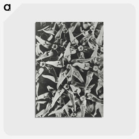 2-15_Karl-Blossfeldt_postcard