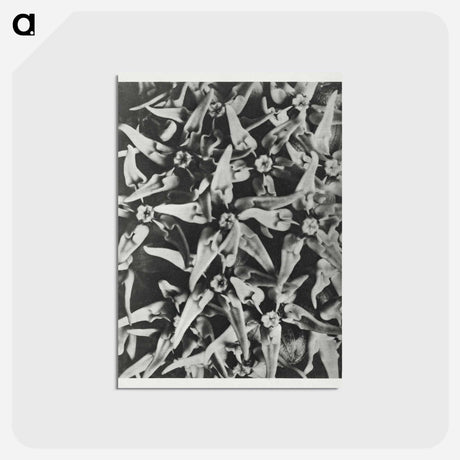 アートポストカード-Asclepias speciosa - カール ブロスフェルト Postcard.