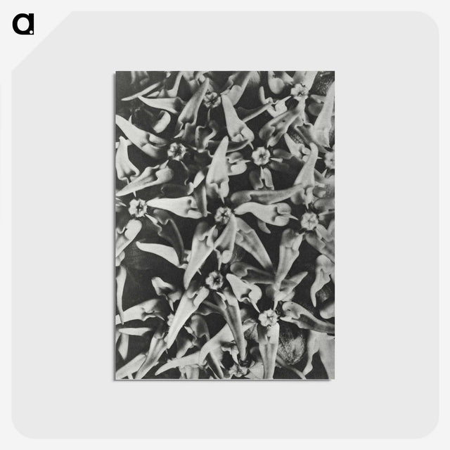 2-15_Karl-Blossfeldt_postcard