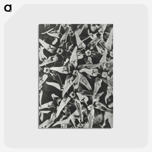 Asclepias speciosa - カール ブロスフェルト Postcard.