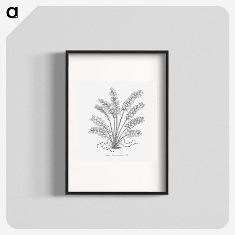 2-15_Les-Palmiers-Histoire-Iconographique_blk