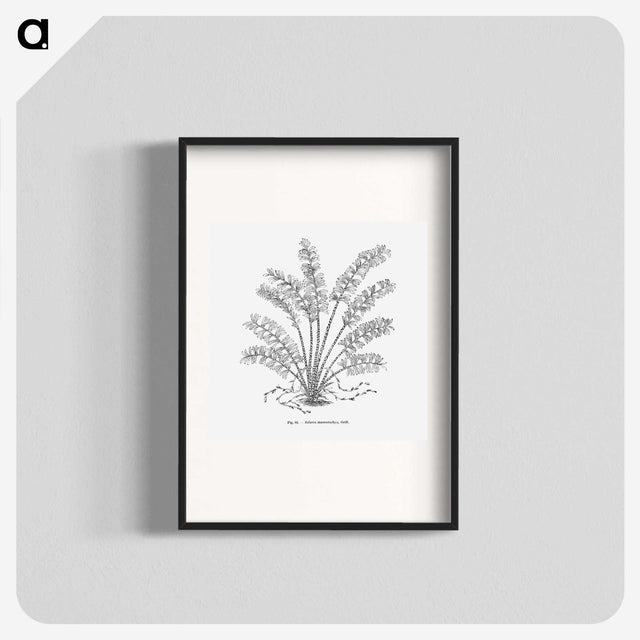 2-15_Les-Palmiers-Histoire-Iconographique_blk