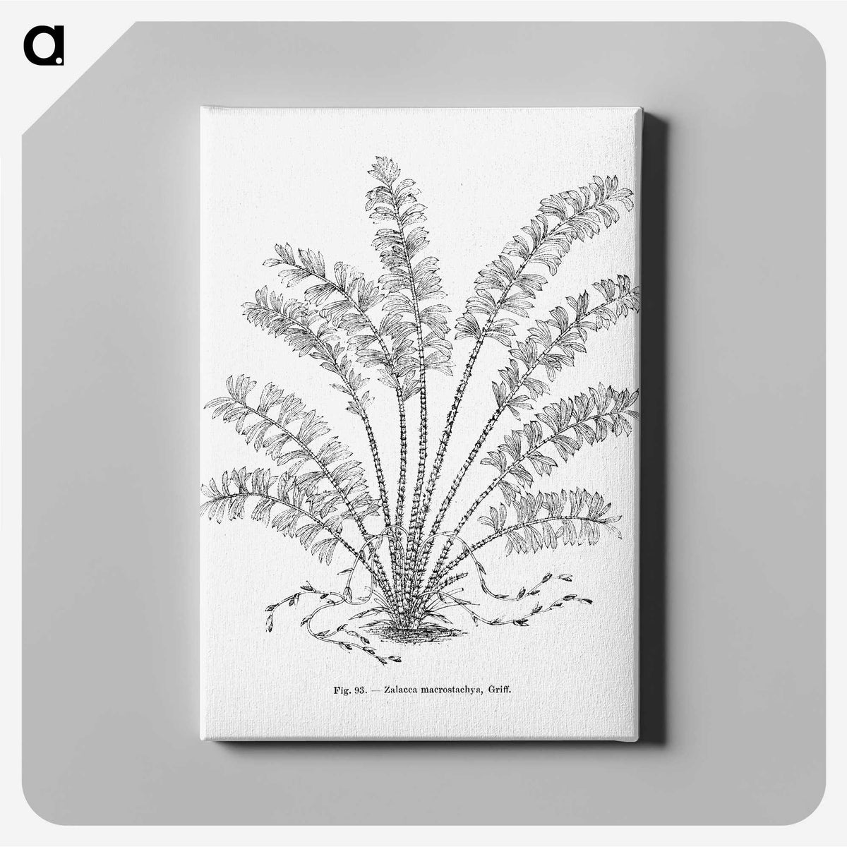 2-15_Les-Palmiers-Histoire-Iconographique_canvas