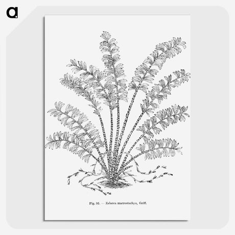 2-15_Les-Palmiers-Histoire-Iconographique_picture-crop