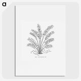 2-15_Les-Palmiers-Histoire-Iconographique_picture