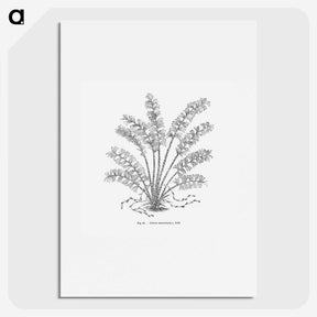 2-15_Les-Palmiers-Histoire-Iconographique_picture
