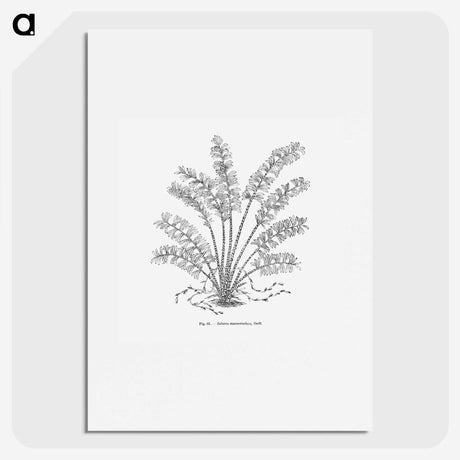 2-15_Les-Palmiers-Histoire-Iconographique_picture