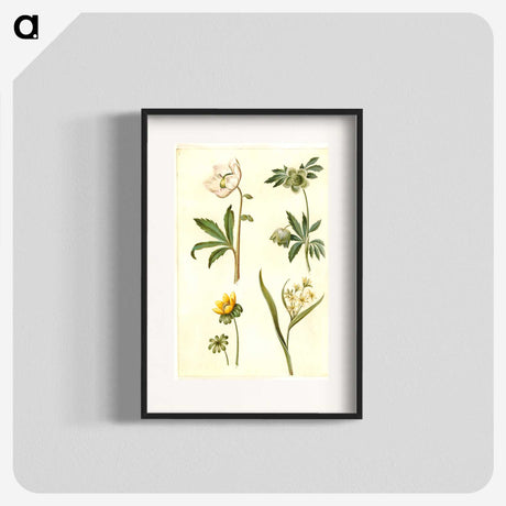 2-15_Maria-Sibylla-Merian_blk