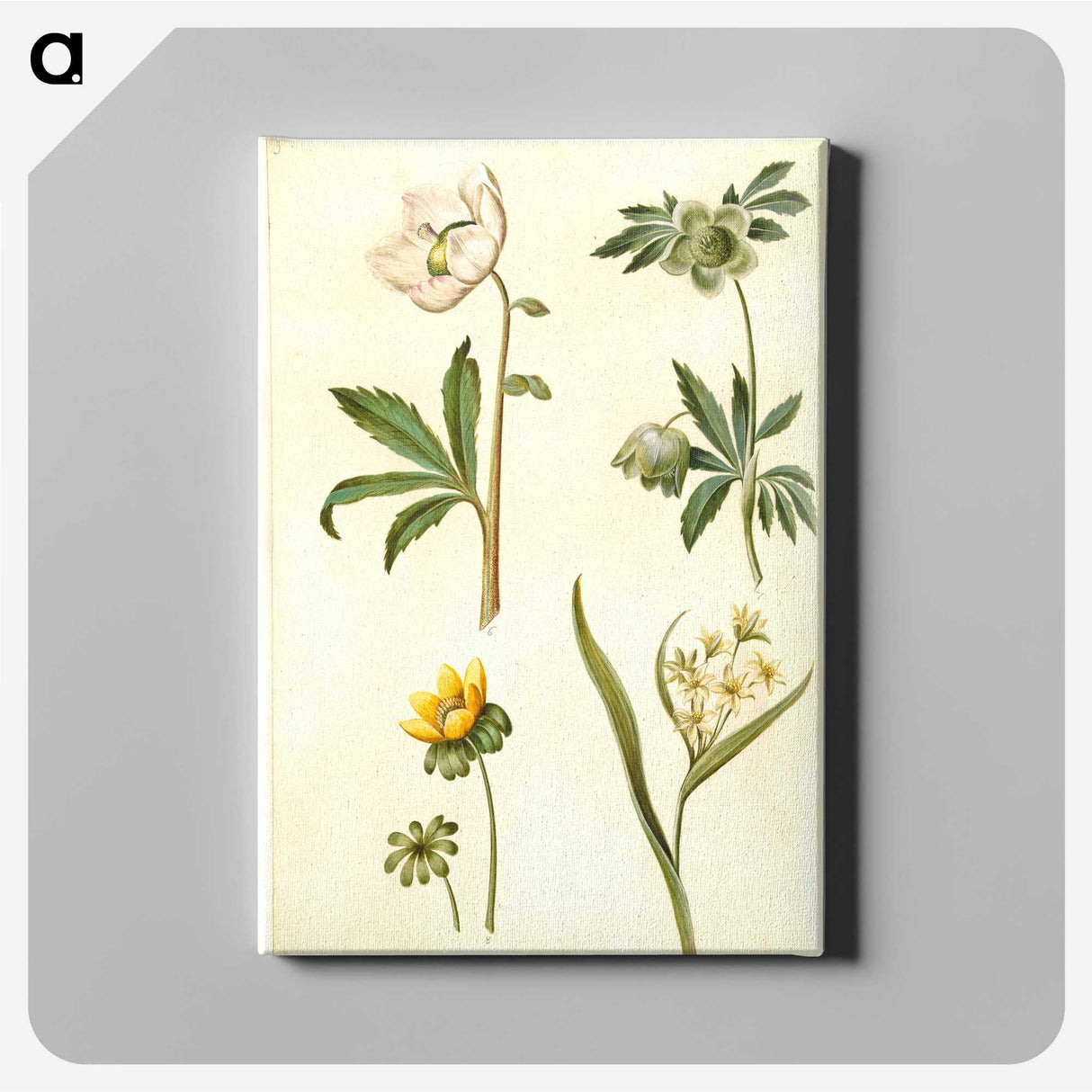 2-15_Maria-Sibylla-Merian_canvas