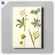 アートパネル-Helleborus, Eranthis, and Gagea
 - マリア ジビーラ メーリアン Canvas.