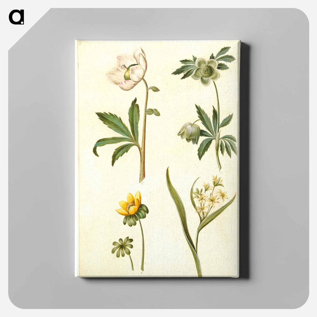 アートパネル-Helleborus, Eranthis, and Gagea
 - マリア ジビーラ メーリアン Canvas.