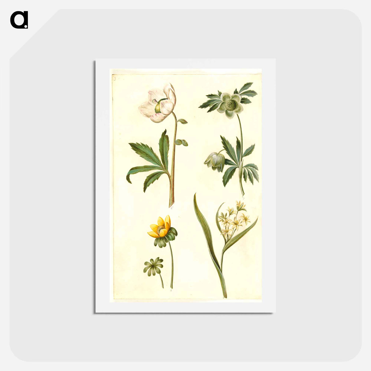 アートポストカード-Helleborus, Eranthis, and Gagea
 - マリア ジビーラ メーリアン Postcard.