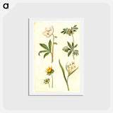 アートポストカード-Helleborus, Eranthis, and Gagea
 - マリア ジビーラ メーリアン Postcard.