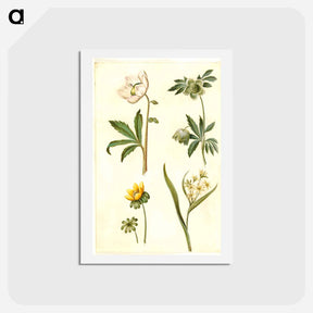 アートポストカード-Helleborus, Eranthis, and Gagea
 - マリア ジビーラ メーリアン Postcard.