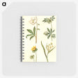 2-15_Maria-Sibylla-Merian_memo