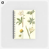 2-15_Maria-Sibylla-Merian_memo