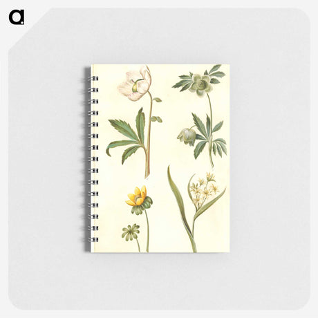 2-15_Maria-Sibylla-Merian_memo