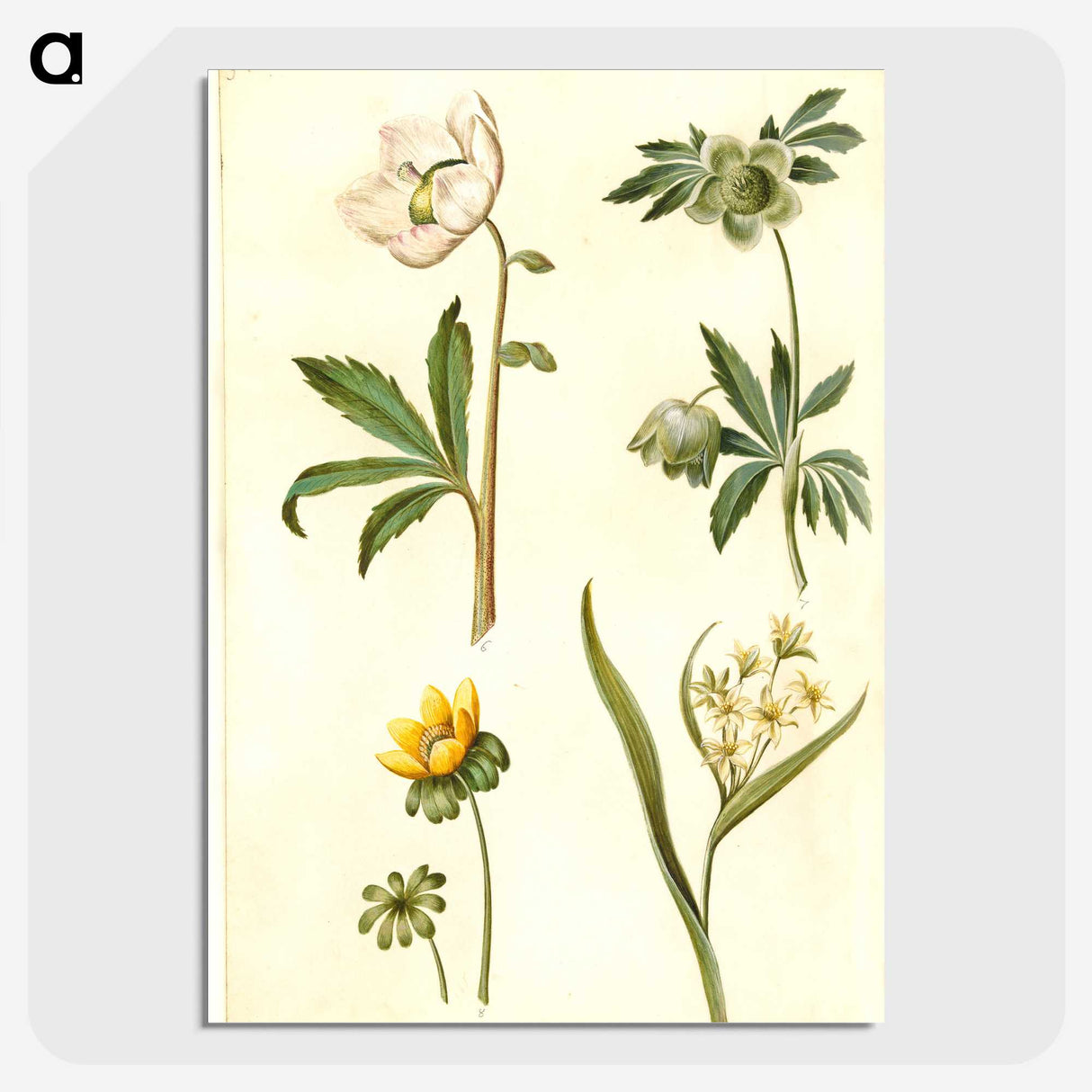 2-15_Maria-Sibylla-Merian_picture-crop