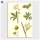 2-15_Maria-Sibylla-Merian_picture-crop