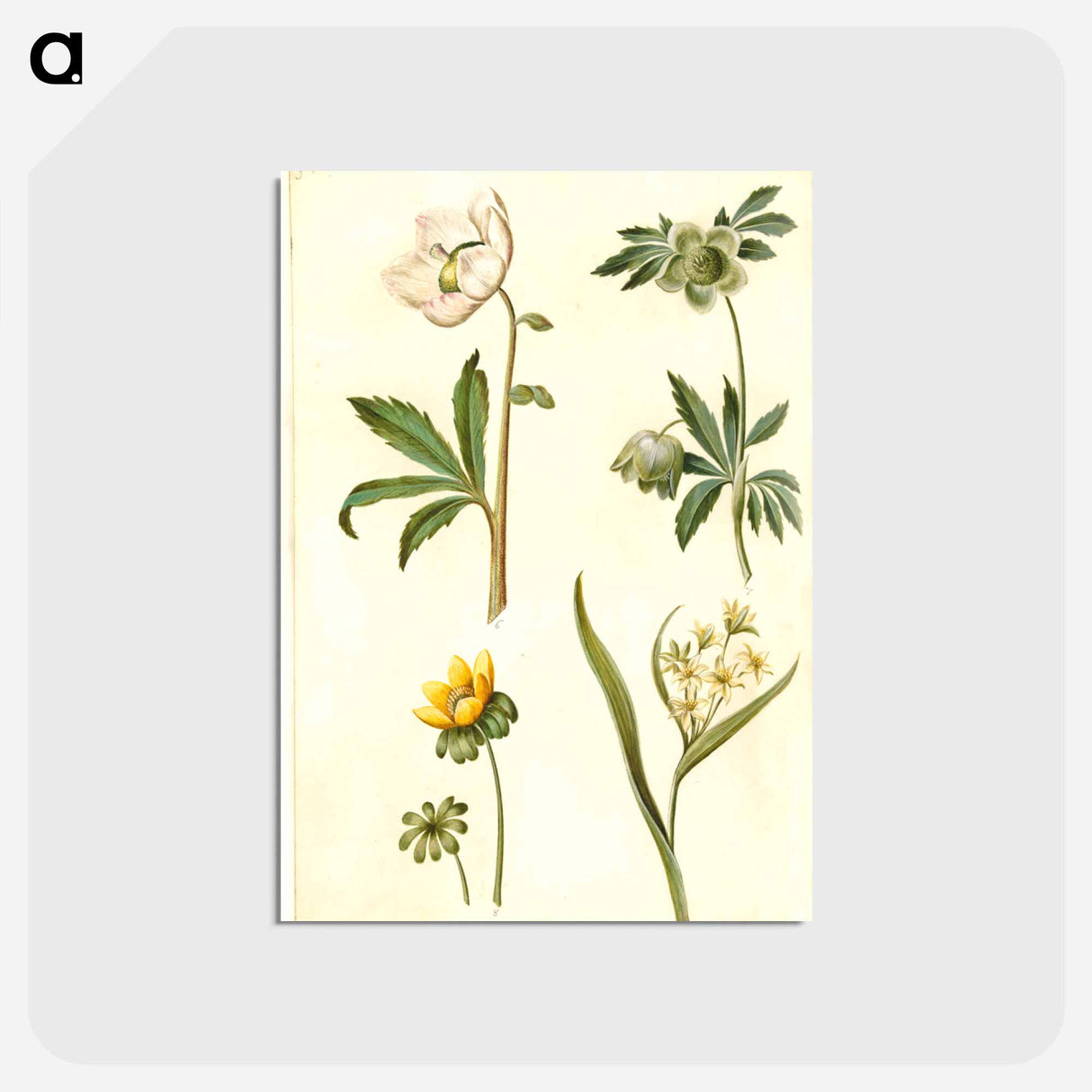アートポストカード-Helleborus, Eranthis, and Gagea
 - マリア ジビーラ メーリアン Postcard.