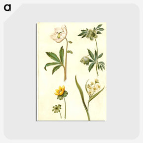 2-15_Maria-Sibylla-Merian_postcard