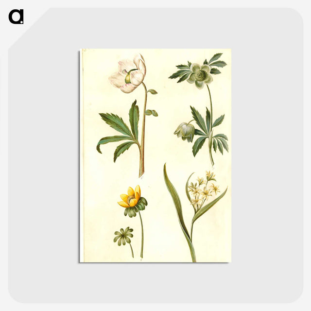 2-15_Maria-Sibylla-Merian_postcard
