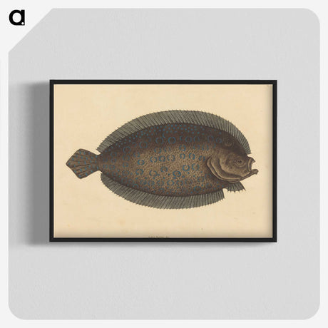 2-15_Mark-Catesby_blk-crop