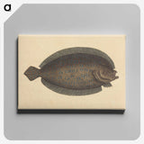 2-15_Mark-Catesby_canvas