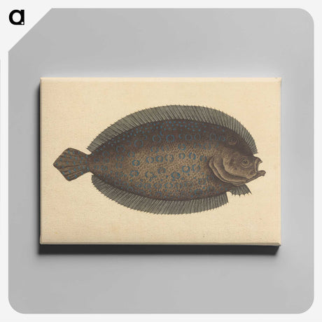 2-15_Mark-Catesby_canvas