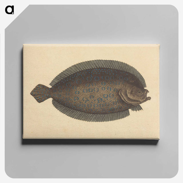 2-15_Mark-Catesby_canvas