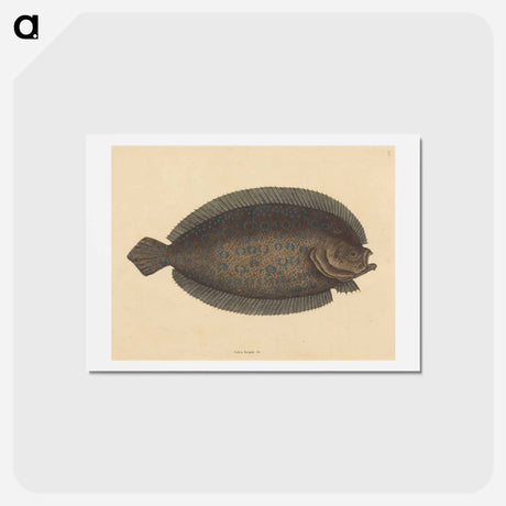 アートポストカード-The Sole
 - マーク ケイツビー Postcard.