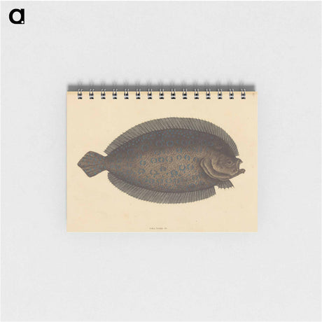 アートメモ帳-The Sole
 - マーク ケイツビー Memo.