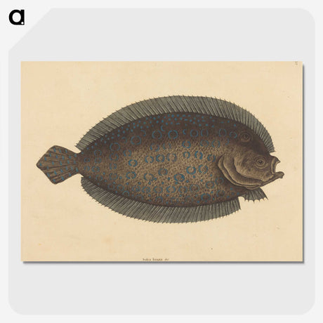 2-15_Mark-Catesby_picture-crop