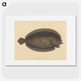 2-15_Mark-Catesby_picture