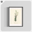 アートポスター-Diosma crenata
 - 薬用植物学 Poster.