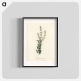 アートポスター-Diosma crenata
 - 薬用植物学 Poster.