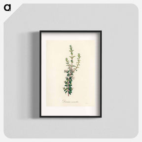 アートポスター-Diosma crenata
 - 薬用植物学 Poster.