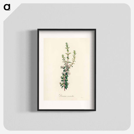 アートポスター-Diosma crenata
 - 薬用植物学 Poster.