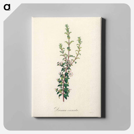 アートパネル-Diosma crenata
 - 薬用植物学 Canvas.